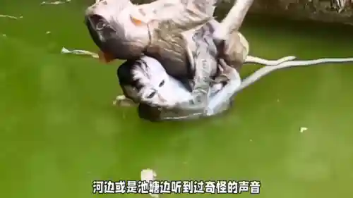 水猴子阵容搭配插图