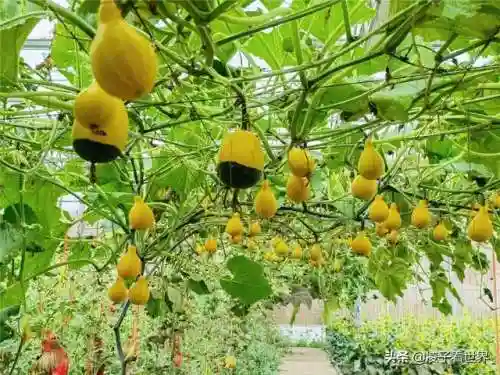 星际战海阵容搭配攻略(星际52区最强阵容)插图67