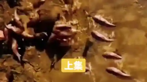 巨鳄突袭阵容搭配攻略(大力鳄技能搭配)插图