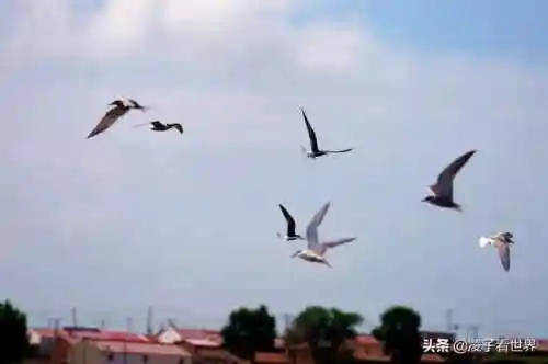 星际战海阵容搭配攻略(星际52区最强阵容)插图85