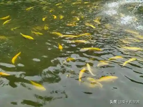 星际战海阵容搭配攻略(星际52区最强阵容)插图55