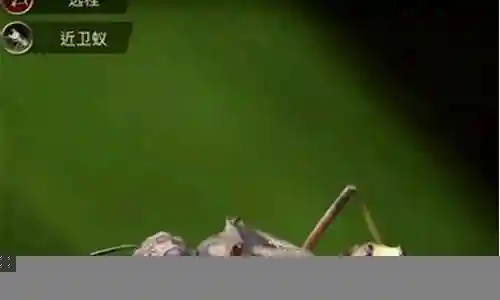 仿虫蚁怎么搭配阵容