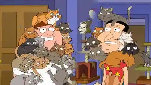 网吧猫阵容