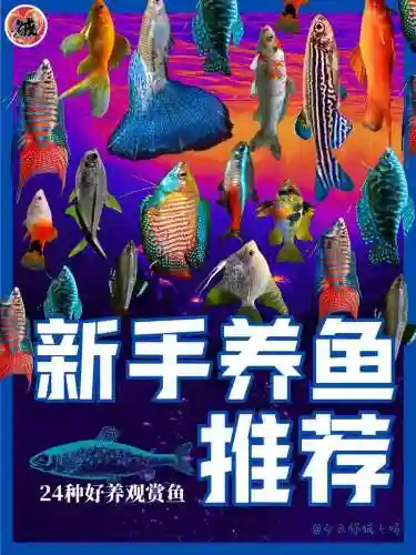 专业养鱼阵容