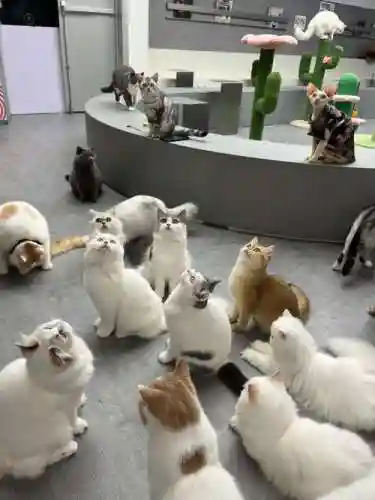 猫猫阵容搭配推荐插图