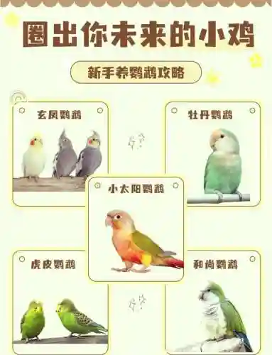 鹦鹉阵容搭配_1