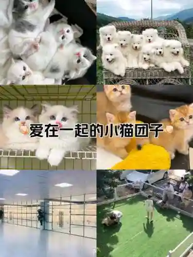 逗逗宠阵容插图