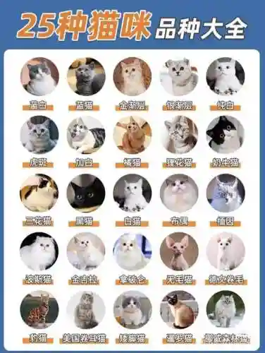 爱心猫咪阵容插图1