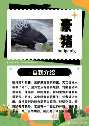 豪猪流阵容