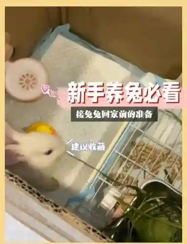 小兔兔回家25关攻略