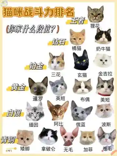 超强猫咪阵容插图1