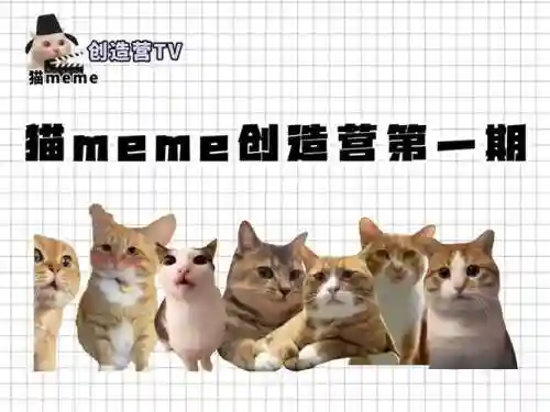 猫咪强势阵容插图1