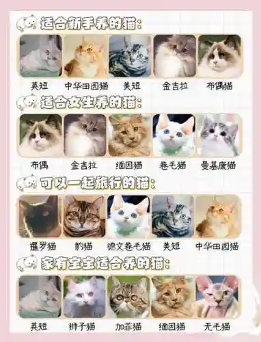 仙女猫咪阵容搭配插图