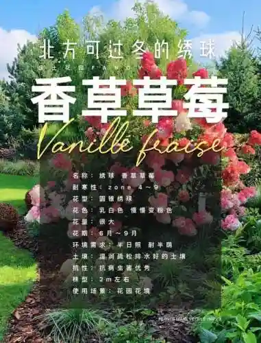 草莓香草搭配阵容插图