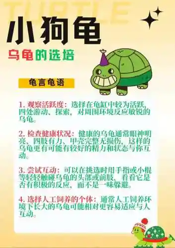 乌龟主加什么技能_1插图