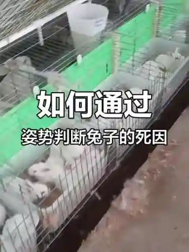 死亡兔子攻略插图1