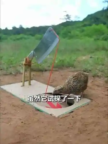母鸡最强武器_1插图