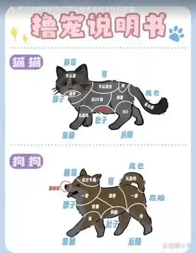 宠物天生技能怎么弄_1插图1
