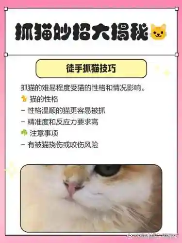 淘宝捉猫攻略_1插图