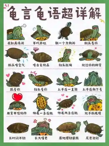 乌龟主加什么技能_1