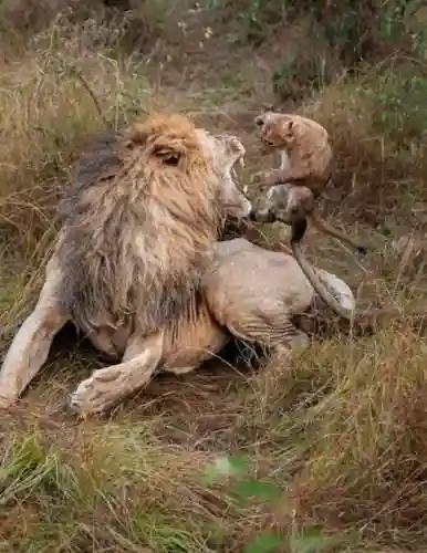小狮子吼是哪个技能,小狮子有什么用插图 小狮子吼是哪个技能,小狮子有什么用插图