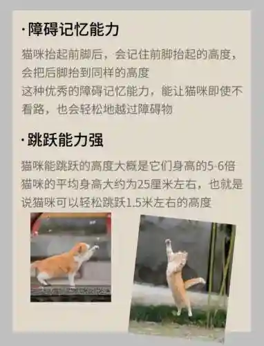 猫技能视频，猫咪技能介绍插图1