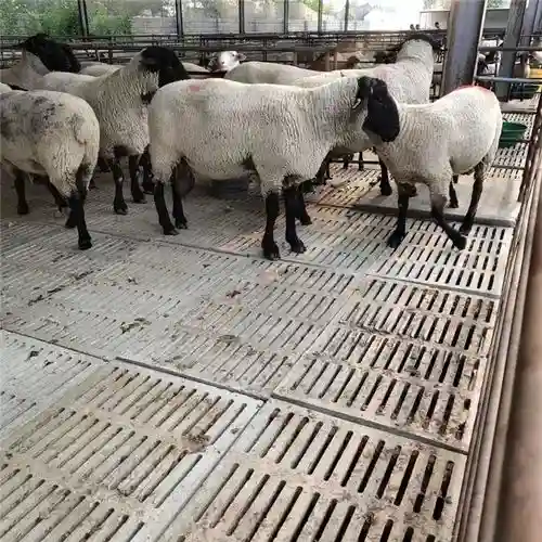 萨福克改造技能会变吗，萨福克分为几种插图1