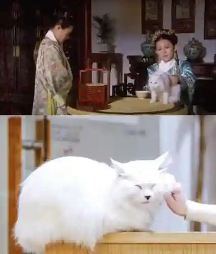 熹妃传猫用什么技能书，熹妃传猫用什么合体
