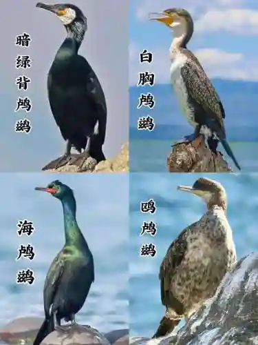 -鸬-1技能，鸬怎么读音是什么意思